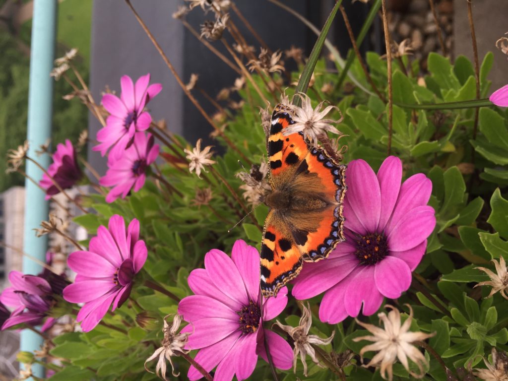 Schmetterling auf sitzt zwischen zwei Blüten