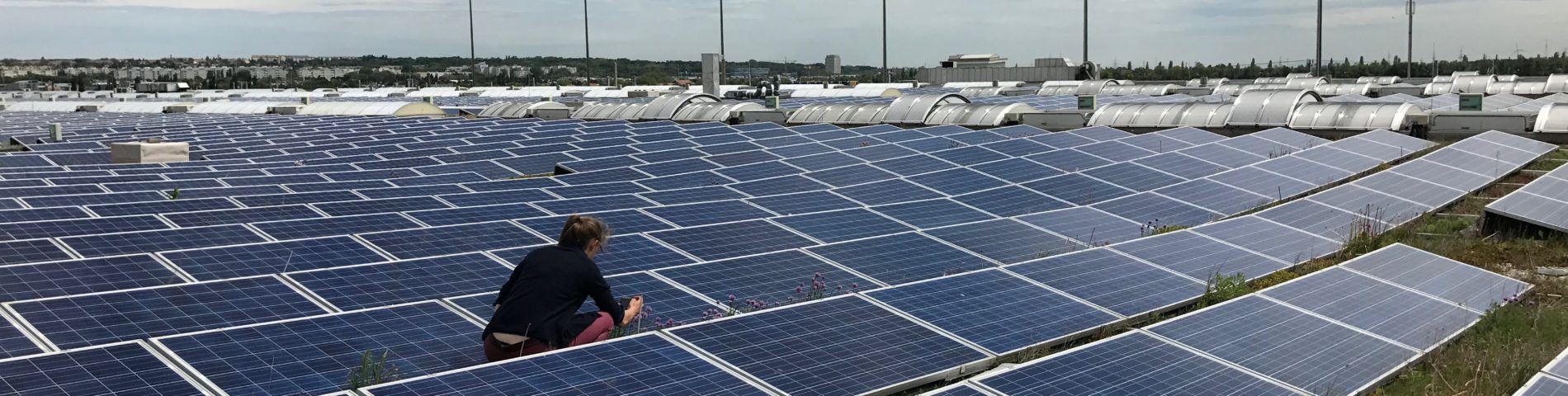 Photovoltaikanlage auf einem extensiv begrünten Dach