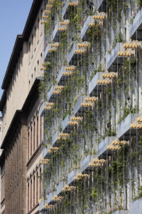 Fassadenbegrünung aus Rankgerüsten für Kletterpflanzen