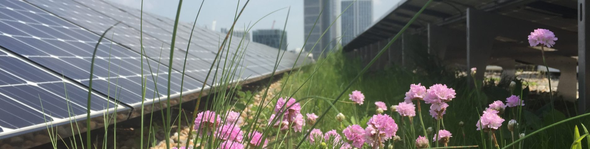 Dachbegrünung mit Photovoltaikanlage, Blumen im Vordergrund, Hochhäuser im Hintergrund