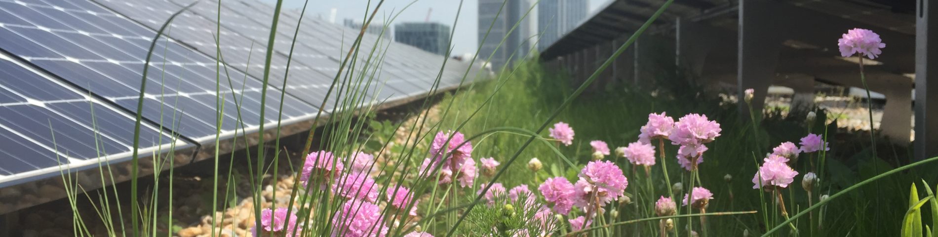 Dachbegrünung mit Photovoltaikanlage, Blumen im Vordergrund, Hochhäuser im Hintergrund