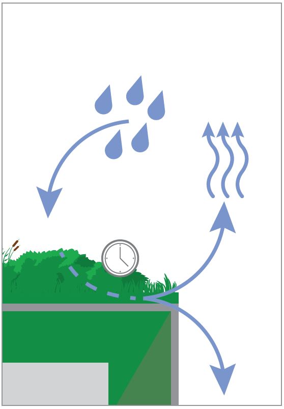 Grafik Regenwasser wird von der Dachbegrünung zurückgehalten und zeitverzögert verdunstet