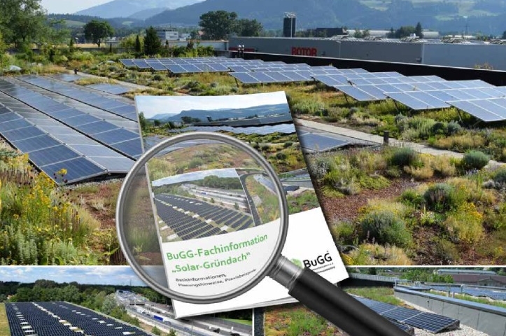 thumbnail of BuGG_Fokus_Solar_Gruendach_2020_10_01.pdf