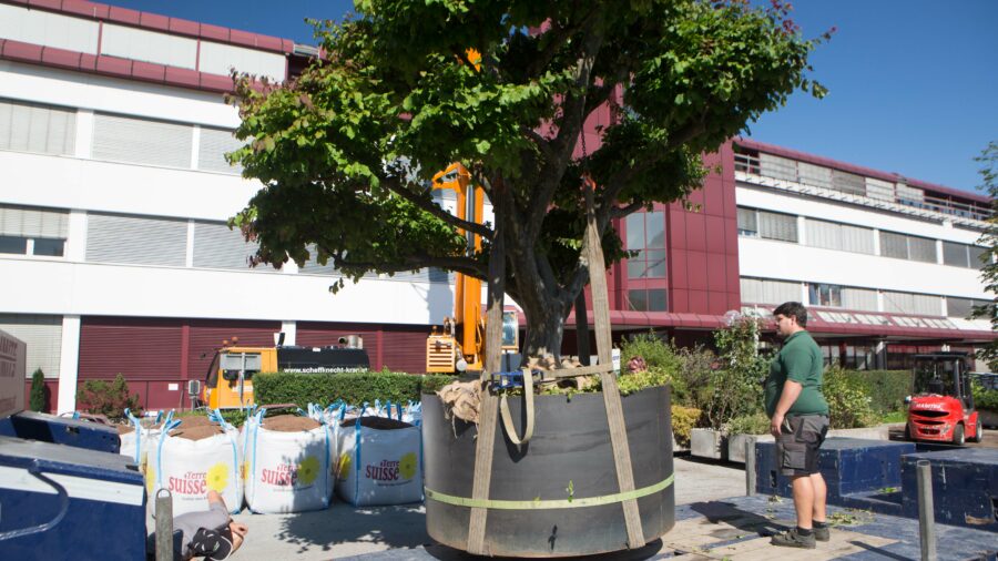 40jähriger Eisenholzbaum, ca. 3,5 Tonnen
