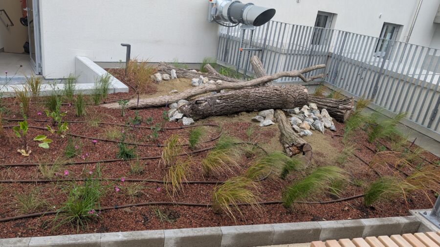 Biodiversitätsfäche (Foto: GRÜNSTATTGRAU)