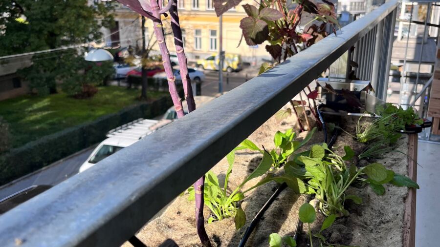 Balkon mit integriertem Vertikalbeet (c) Peritsch, Herbios