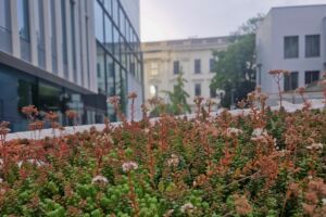 Bild_Sedum_1