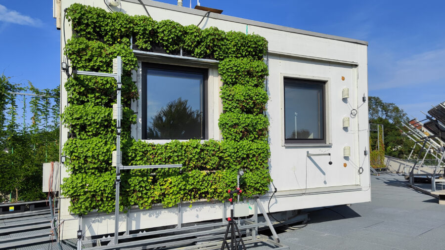 Fassadenprüfbox der AEE INTEC mit zwei thermisch entkoppelten Räumen mit identen Fensteröffnungen. Dargestellte Variante der vollflächigen Fassadenbegrünung durch eine Living Wall mit Fensterausschnitt (links) und Referenzfassade (rechts). © Martina Majcen, AEE INTEC 