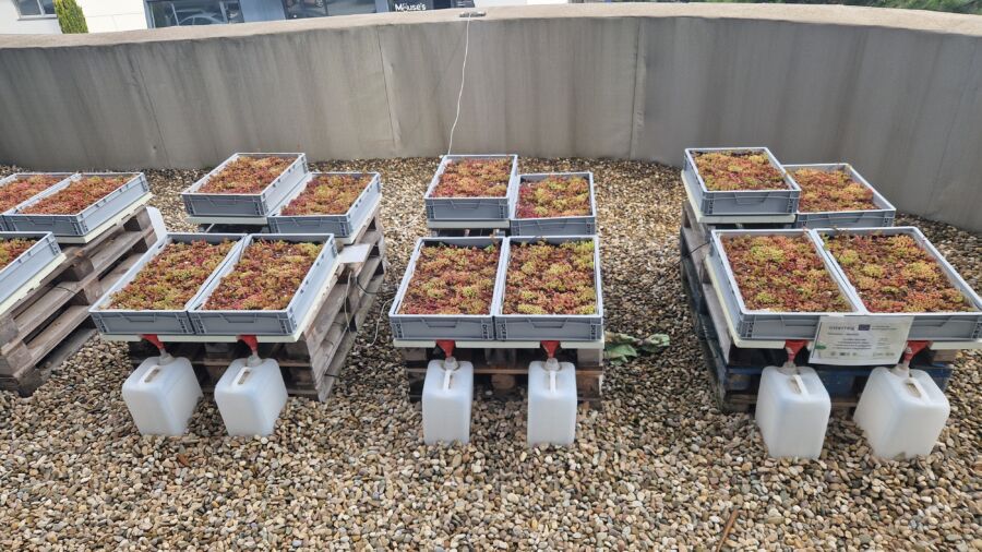 Experimental design green roof models Trnava University