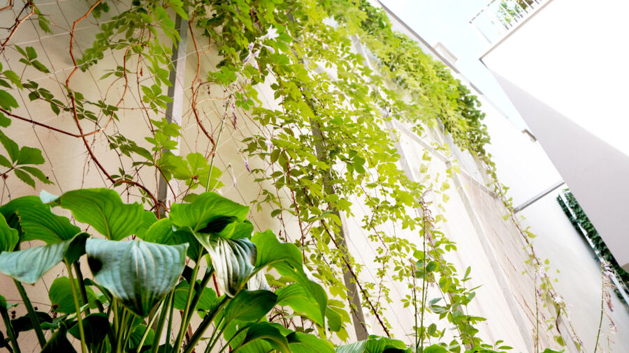 Fassadenbegrünung (C)Raintime Gmbh