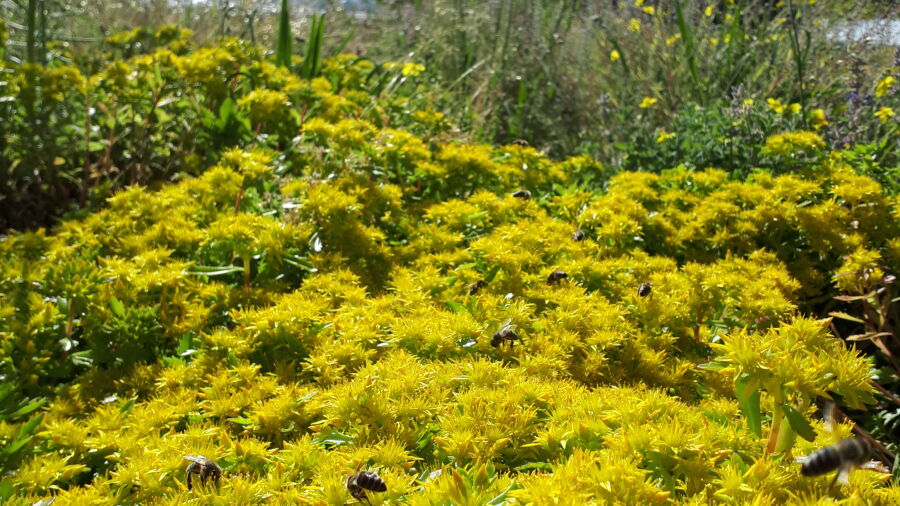 Bienendach Bepflanzung mit Bienen