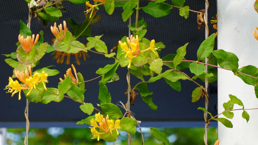 Kletterpflanzen für eine beschattete Pergola (C) Zluwa