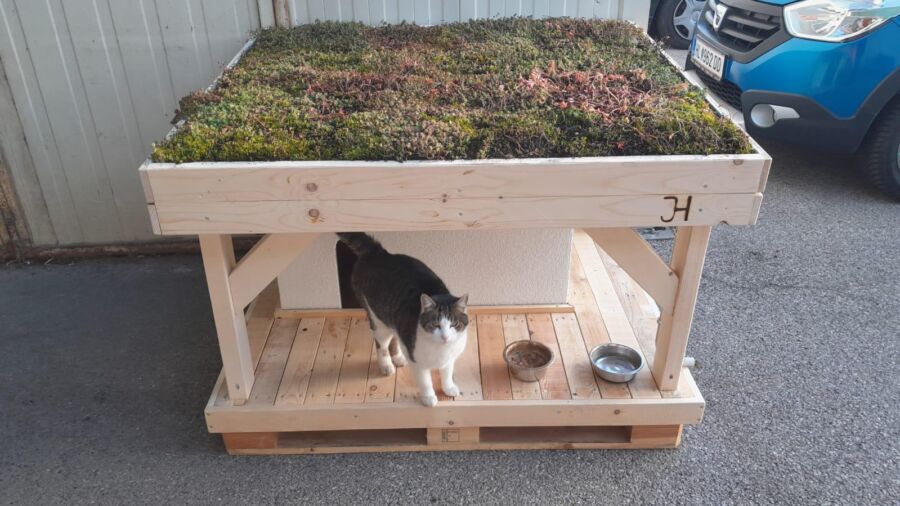 Katzenvilla mit Dachbegrünung