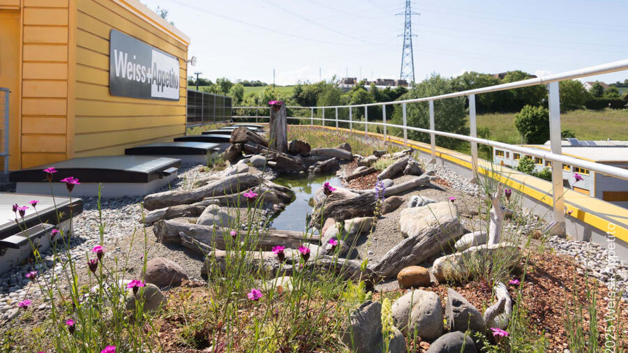 Biodiversitätsdach © 2025 Weiss+Appetito 