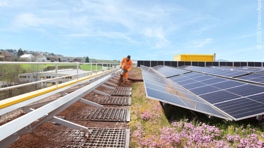Schmetterlingsaufstellung des Solargründachs © 2025 Weiss+Appetito 