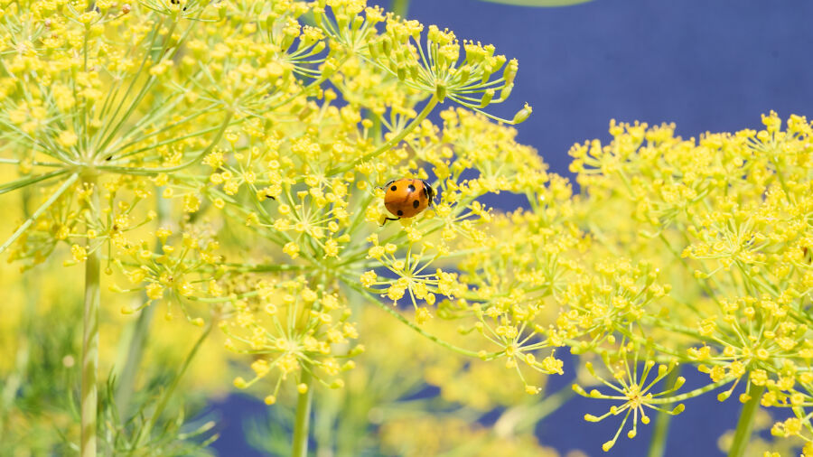 Essbare Gärten fördern Biodiversität am Standort. Foto: Sabine Klimpt