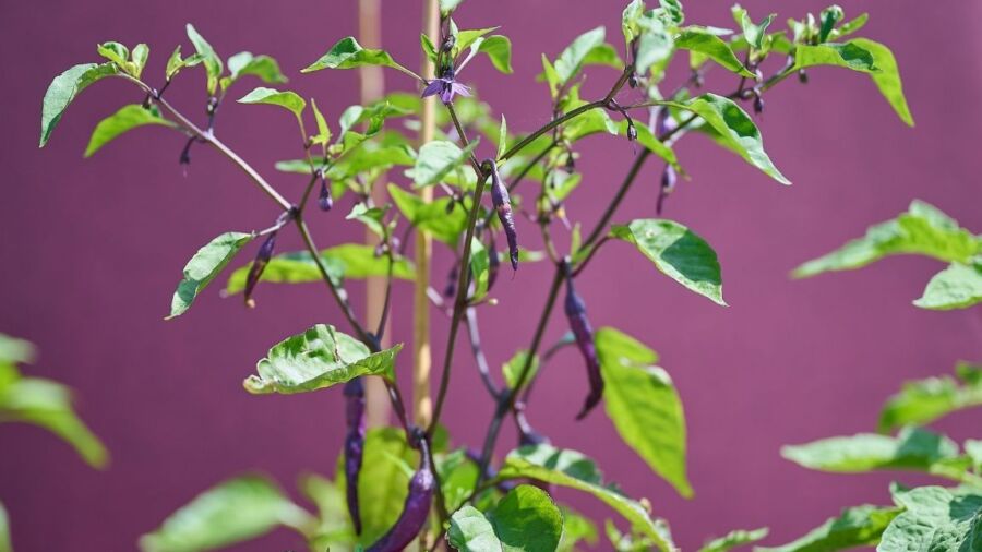 Von Snackgemüse bis essbare Blüten - angepflanzt wird, was die Mitarbeiter:innen sich wünschen. Foto: Sabine Klimpt