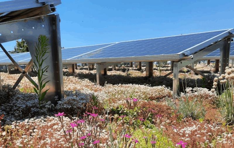 Im Frühsommer bildet sich ein wahrer Blütenteppich, im Vordergrund die rosafarbene Karthäusernelke.