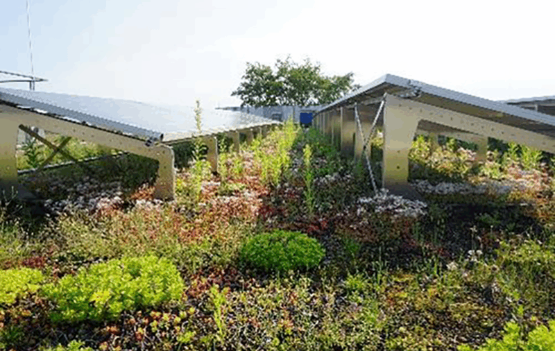 Die Bepflanzung hat sich prächtig entwickelt, auch unter den Solarmodulen.