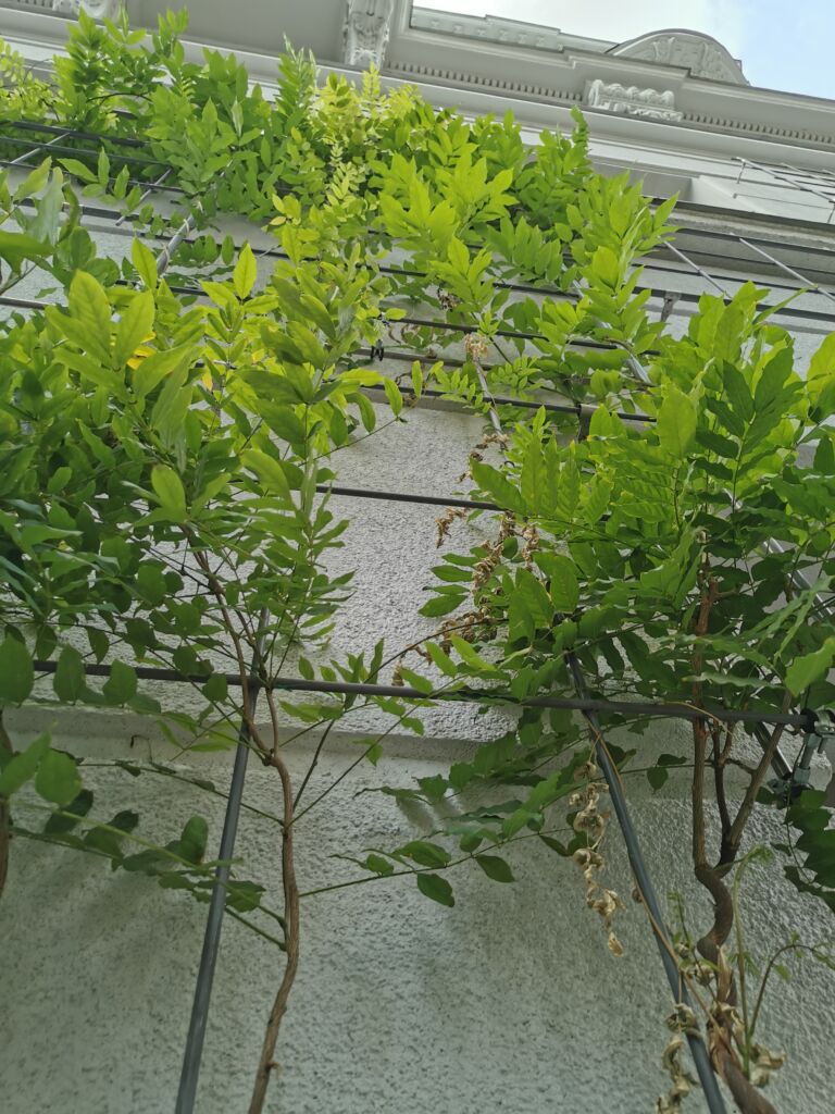 Die European Federation of Green Roof and Green Wall Associations (EFB) und das World Green Infrastructure Network (WGIN) haben gemeinsam neue Leitlinien veröffentlicht, die zeigen, wie EU-Recht auf nationaler und lokaler Ebene umgesetzt werden kann, um gebäudeintegrierte Naturlösungen voranzubringen.