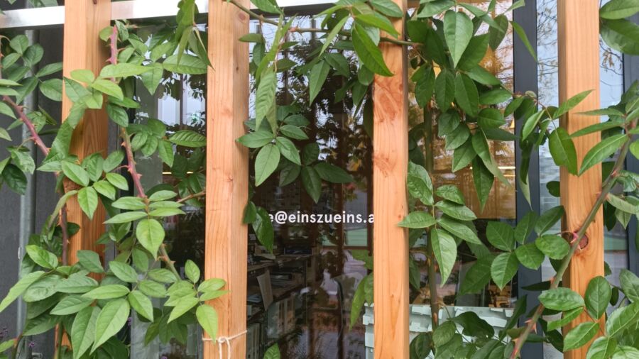 Fassadenbegrünung, Nahaufnahme (C) GRÜNSTATTGRAU