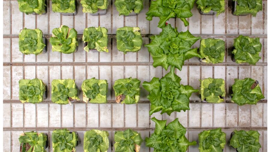 Vergleich zu anderen Zuschlagstoffen | 20 Tagen ohne Bewässerung 