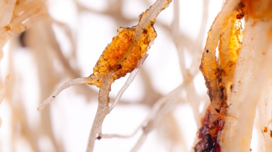 RETENTIS® – Zoom in die Wurzel