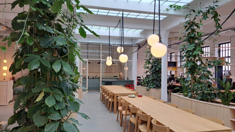 Tetrastigma voinierianum