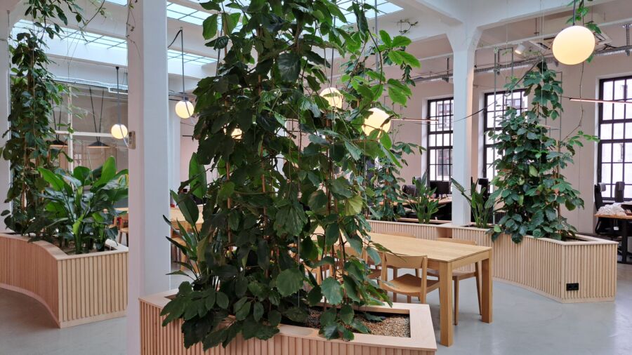 Schlingpflanzengestaltung