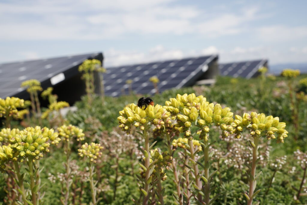 ÖNORM B 1131 veröffentlicht - Meilenstein für die Bauwerksbegrünung