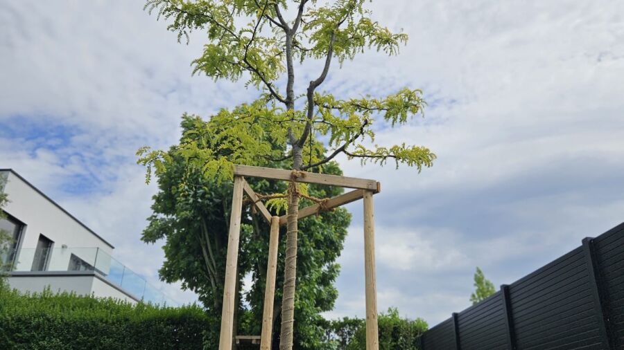 Gleditschie